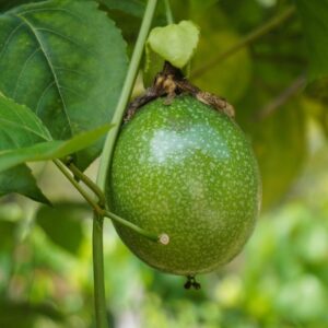 passion fruit, fruit, plant, vines, passionfruit vines, harvest, produce, organic, fresh, fresh fruit, flora, tropical fruit, leaves, nature, passion fruit, passion fruit, passion fruit, passion fruit, passion fruit