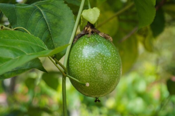 passion fruit, fruit, plant, vines, passionfruit vines, harvest, produce, organic, fresh, fresh fruit, flora, tropical fruit, leaves, nature, passion fruit, passion fruit, passion fruit, passion fruit, passion fruit