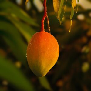 A close up of a fruit hanging from a tree
