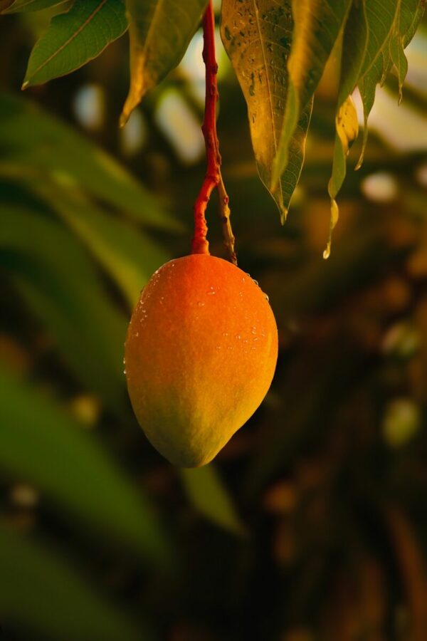 A close up of a fruit hanging from a tree