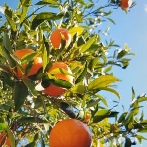 a tree filled with lots of oranges under a blue sky