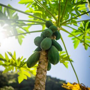 a tree with green fruit