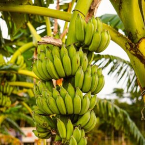 green banana fruit during daytime