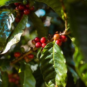 a close up of a bunch of berries on a tree