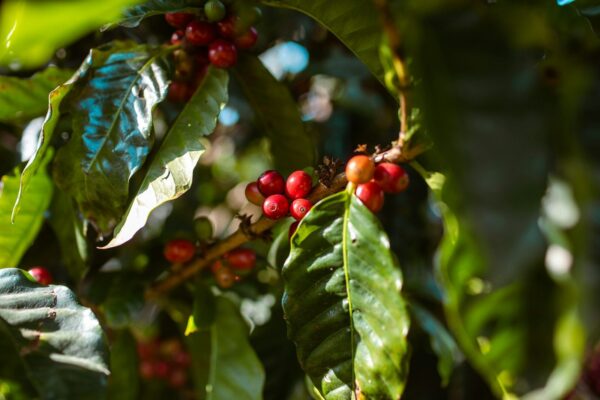 a close up of a bunch of berries on a tree
