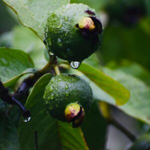 a close up of some fruit
