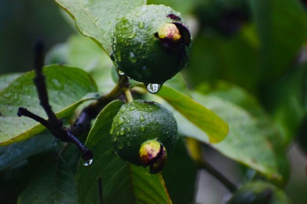 a close up of some fruit