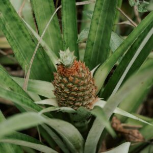 a pineapple growing in the middle of a pineapple tree